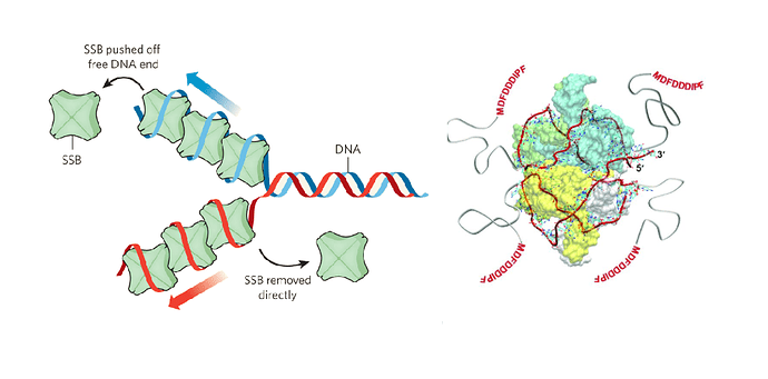 Безымянный
