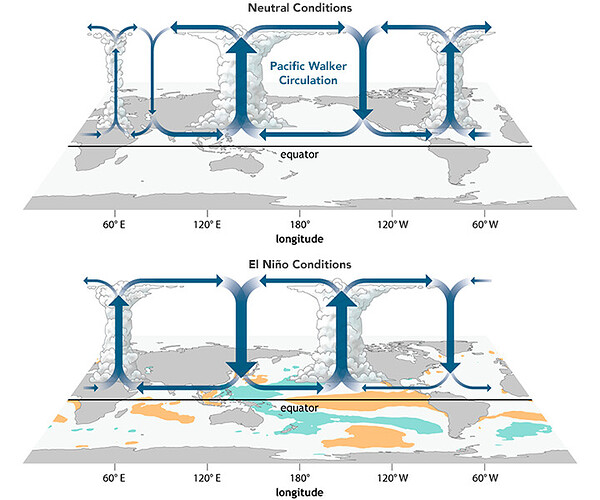 walker_circulation