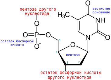 nucleotide